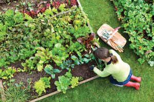Tips For Your Organic Garden